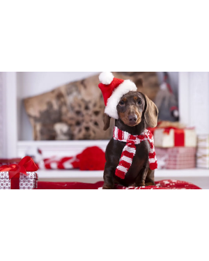 Kit de temporada para fiestas para mascotas | Fiestas Guau