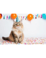 Cumpleaños para gatos