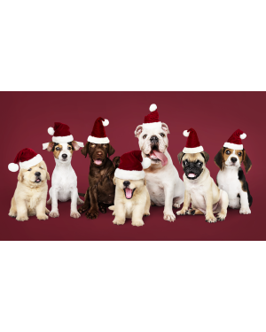 Gorro y ropa de navidad para gatos y perro | Fiestas Guau