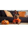 Kit de Halloween