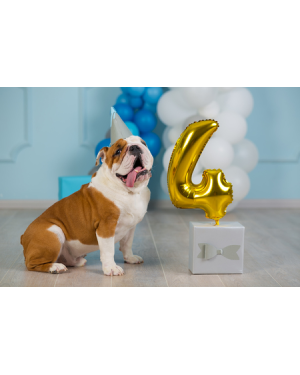Sesión de fotos con perros para momentos únicos | Fiestas Guau